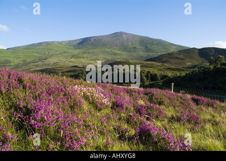 dh Mountain Schiehallion STRATHTUMMEL PERTHSHIRE Écosse Violet cloche Heather Erica cinerea scottish paysage montagnes glen highlands pic Banque D'Images