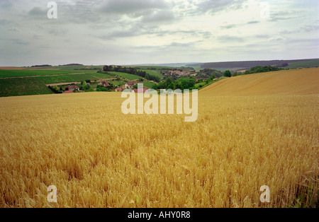 Avis de Chablis, France Banque D'Images