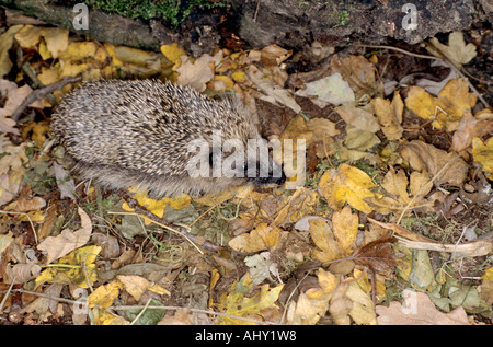 Hérisson erinaceus europaeus marche à travers les feuilles d'automne plancher bois Banque D'Images