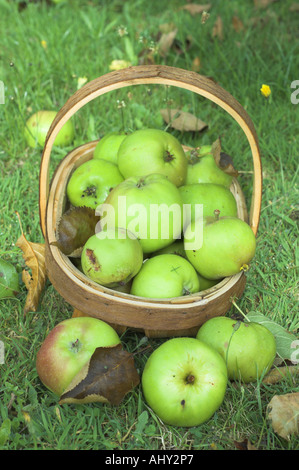 Pommes bramley exceptionnels dans un jardin rustique trug à la fin de l'été Août Royaume-uni Norfolk Banque D'Images