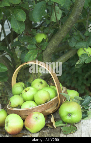 Pommes bramley exceptionnels dans un jardin rustique trug à la fin de l'été Août Royaume-uni Norfolk Banque D'Images