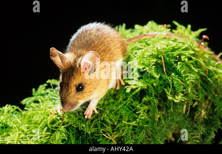 Souris en bois Apodemus sylvaticus sur tronc d'arbre de mousse Banque D'Images