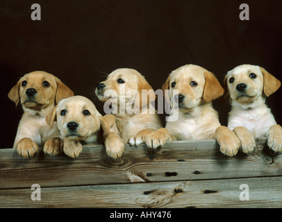 Cinq Chiots Labrador jaune dans une rangée Banque D'Images