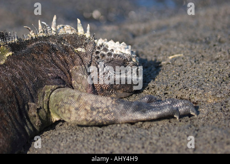 Iguane marin des Galapagos dans l'île de Santiago Banque D'Images