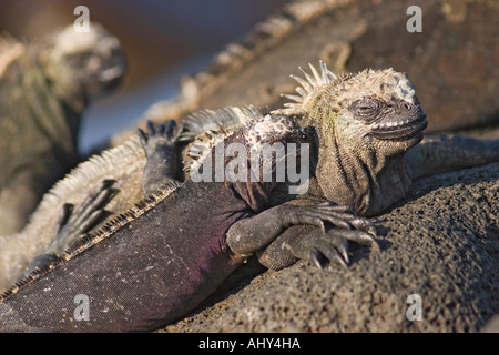 Iguane marin des Galapagos dans l'île de Santiago Banque D'Images
