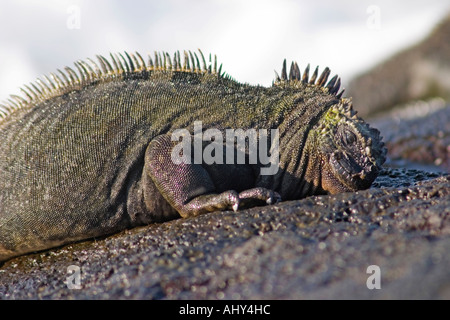 Iguane marin des Galapagos dans l'île de Santiago Banque D'Images