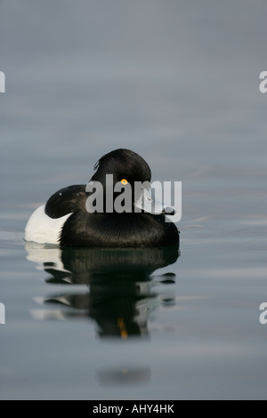 Fuligule morillon Aythya fuligula homme sur l'eau Suisse Hiver Banque D'Images