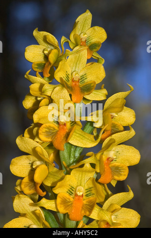 WILD ORCHIDS Parc national Nahuel Huapi Patagonia Argentina Banque D'Images