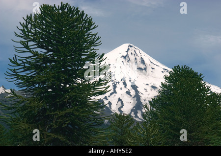 L'ARGENTINE Parc national Lanin monkey puzzle arbres araucaria Volcan Lanin en arrière-plan Banque D'Images