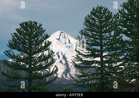 L'ARGENTINE, le Parc National Lanin, Araucaria ( Monkey Puzzle) Arbres Volcan Lanin en arrière-plan Banque D'Images