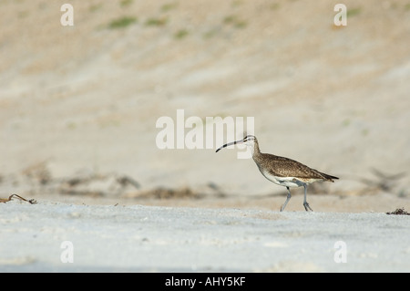Courlis corlieu (Numenius phaeopus) le long de la plage avec une dune de sable dans le fond Outer Banks de la Caroline du Nord USA Banque D'Images