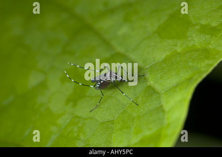 Asian Tiger Mosquito (Aedes albopictus) femelle adulte. Paysage. Banque D'Images