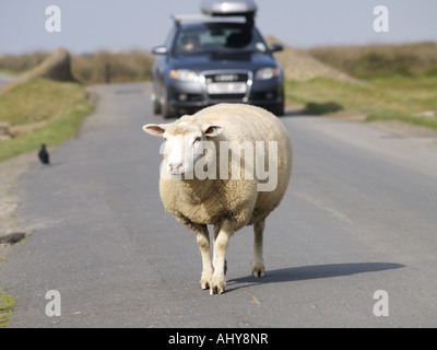 Les moutons marchant le long de la route vers la caméra à Northam Burrows Banque D'Images