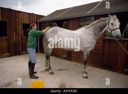 Ian Stark toiletter son cheval en Écosse en Grande-Bretagne au Royaume-Uni Royaume-Uni. Animaux Toilettage Groom chevaux stable d'Étalon Banque D'Images