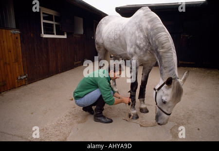 Ian Stark toiletter son cheval en Écosse en Grande-Bretagne au Royaume-Uni Royaume-Uni. Animaux Toilettage Groom chevaux stable d'Étalon Banque D'Images