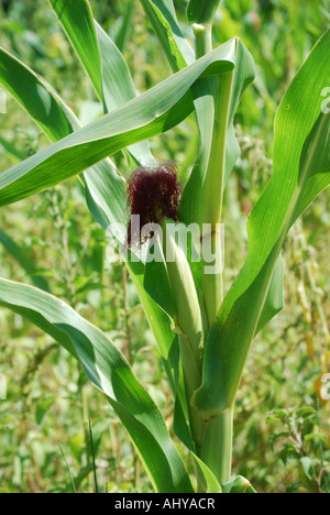 Close-up of plant de maïs, Corfou, îles Ioniennes, Grèce Banque D'Images