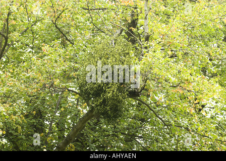 Le Gui Viscum album haut de plus en plus sur les Lime Tilia x vulgaris Octobre Angleterre Norfolk Banque D'Images