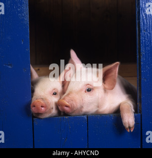 Les porcelets en basse cour Sty Banque D'Images