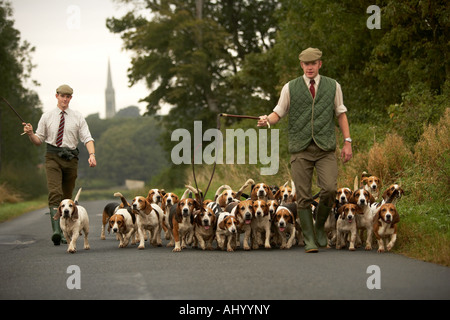 Huntsman chenil et le personnel tiennent la Holderness Hunt Basset Hounds sur leur exercice matin Banque D'Images