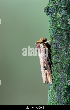 L'espèce d'Axylia putris flamme dans Essex UK000303 Banque D'Images