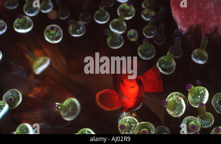 Une tomate, poissons clowns (Amphiprion frenatus) à l'abri dans une bulle-tip (Entacmaea Quadricolor anémone). Banque D'Images