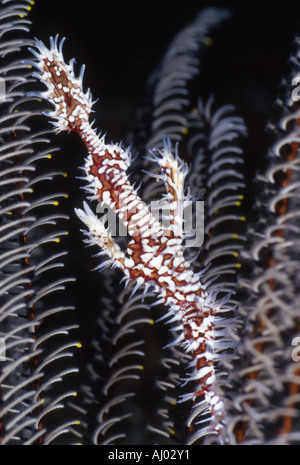 Un mâle syngnathe fantôme orné (Solenostomos paradoxus.) se cache dans un crinoïde. Banque D'Images