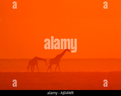 Les Girafes balade au coucher du soleil Banque D'Images