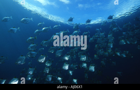 Diamondfish / argent platax (Monodactylus argenteus) scolarisation en grand nombre Banque D'Images