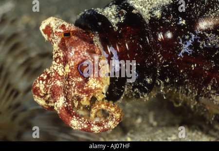 Un pygmée octopus Octopus bimaculatus (peut-être), d'une bouteille en verre. Banque D'Images