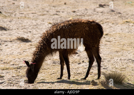 Sur la route de Potosi au Salar de Uyuni donnant sur le Sud de l'Altiplano et la cordillère des Andes, en Bolivie Banque D'Images