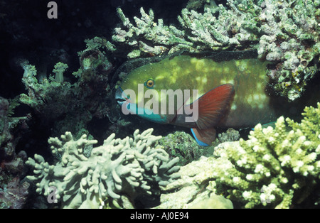 Poisson perroquet à l'état sauvage. Banque D'Images