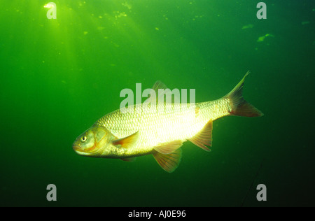 Piscine ide dans la nature. Banque D'Images