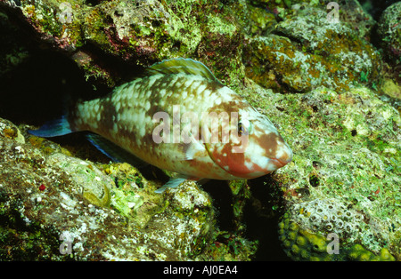 Poisson perroquet à l'état sauvage. Banque D'Images