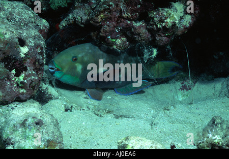 Poisson perroquet à l'état sauvage. Banque D'Images