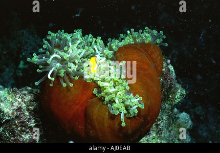 Anemone dans la nature. Banque D'Images