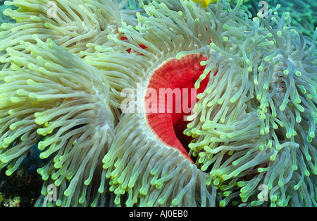 Anemone dans la nature. Banque D'Images