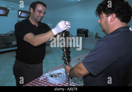 Mixed Grill avec de la viande et de l'anguille Cagliari Sardaigne Italie Banque D'Images