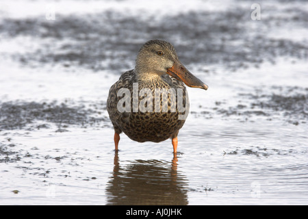 Le Canard souchet Anas clypeata femelle adulte marcher dans l'eau peu profonde @ RSPB Titchwell Marsh Banque D'Images