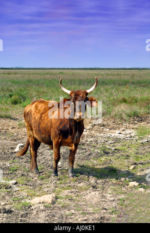 Texas Bull pâturage sur les plaines côtières l'élevage en ranch Banque D'Images