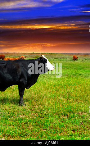 Texas Bull pâturage sur les plaines côtières l'élevage en ranch Banque D'Images