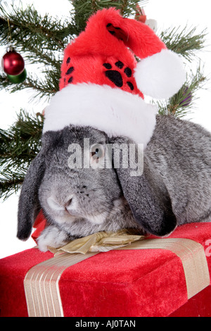 Mini gris Lop Ear lapin à l'arbre de Noël et des cadeaux et porter du rouge et blanc chapeau bas isolé sur fond blanc Banque D'Images