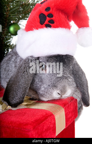 Mini gris Lop Ear lapin à l'arbre de Noël et des cadeaux et porter du rouge et blanc chapeau bas isolé sur fond blanc Banque D'Images