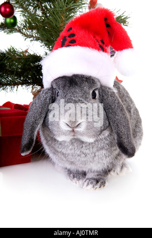 Mini gris Lop Ear lapin à l'arbre de Noël et des cadeaux et porter du rouge et blanc chapeau bas isolé sur fond blanc Banque D'Images