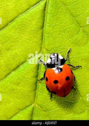 Coccinelle Banque D'Images