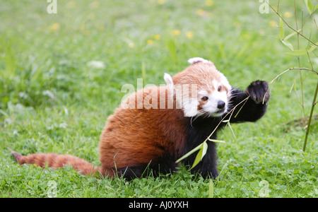 Le panda rouge Banque D'Images