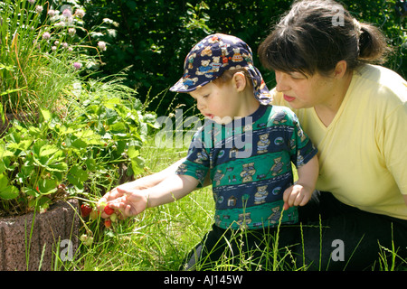 Une jeune mère et son petit fils sont la cueillette des fraises dans leur jardin Banque D'Images