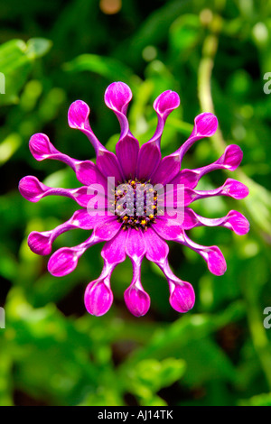 L'arrosant de couleur pourpre simple Ostéospermum ou Cape Daisy avec ses pétales recroquevillé Banque D'Images