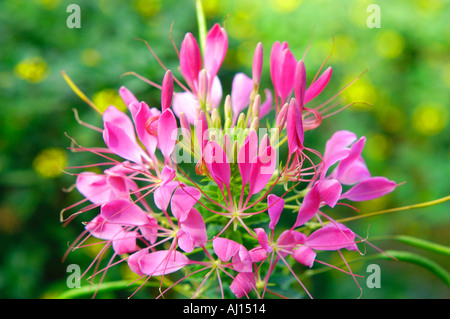 Fleur araignée Cleome spinosa Banque D'Images