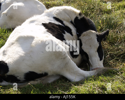 Vache frisonne recroquevillé en boule comme un chat Banque D'Images