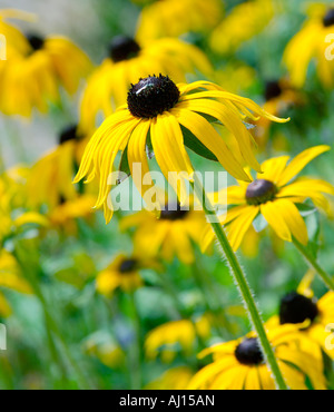 Grand groupe de Rudbeckia ou Black Eyed Susan fleurs dans une bordure herbacée sur une journée ensoleillée Banque D'Images